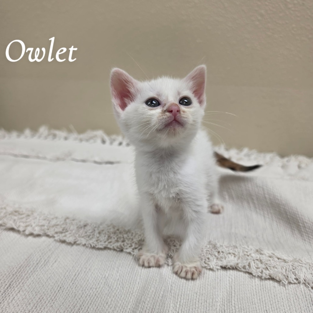 Owlet