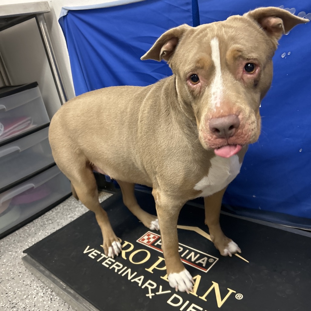 LALA - Terrier / Pit Bull available for adoption