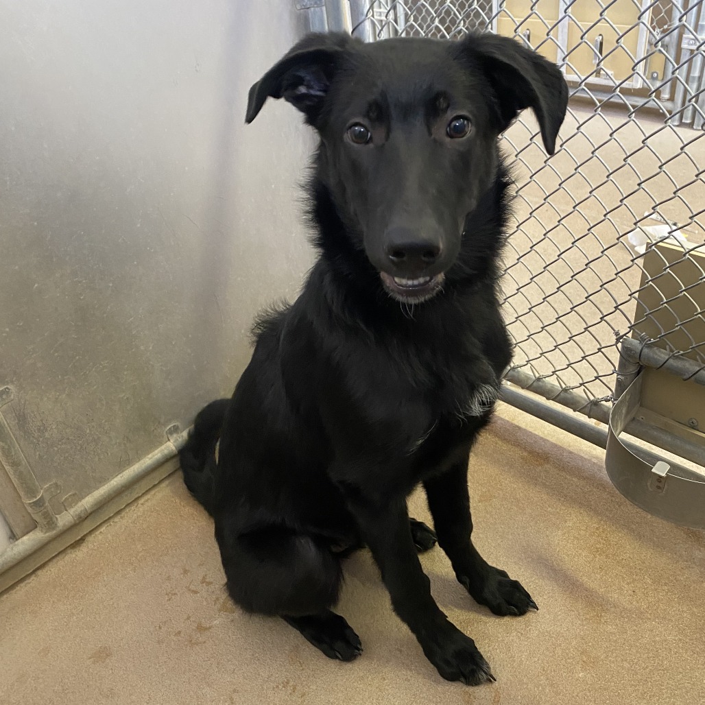 Moose — thumbnail 2