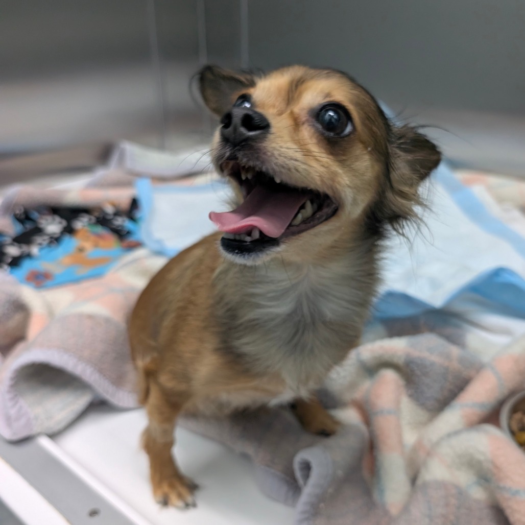 Gabby — thumbnail 2