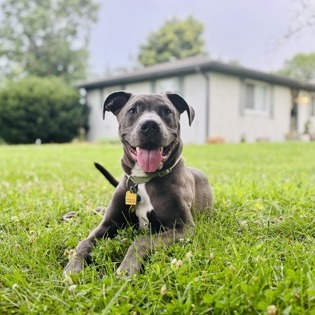 Buddy — thumbnail 2