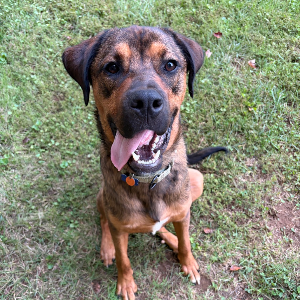 KYLE - Bulldog, American / Shepherd, German available for adoption
