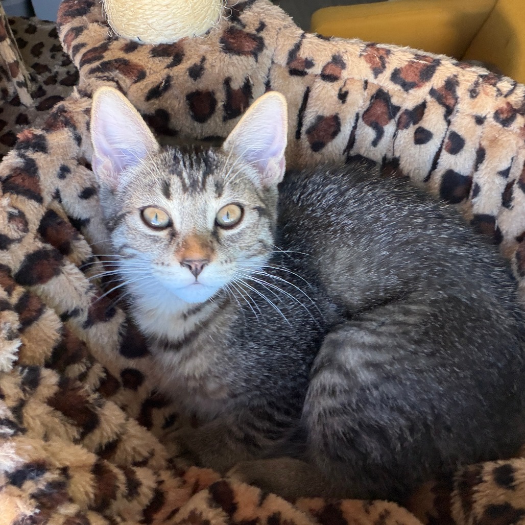 CHIMICHURRI - Domestic Shorthair available for adoption