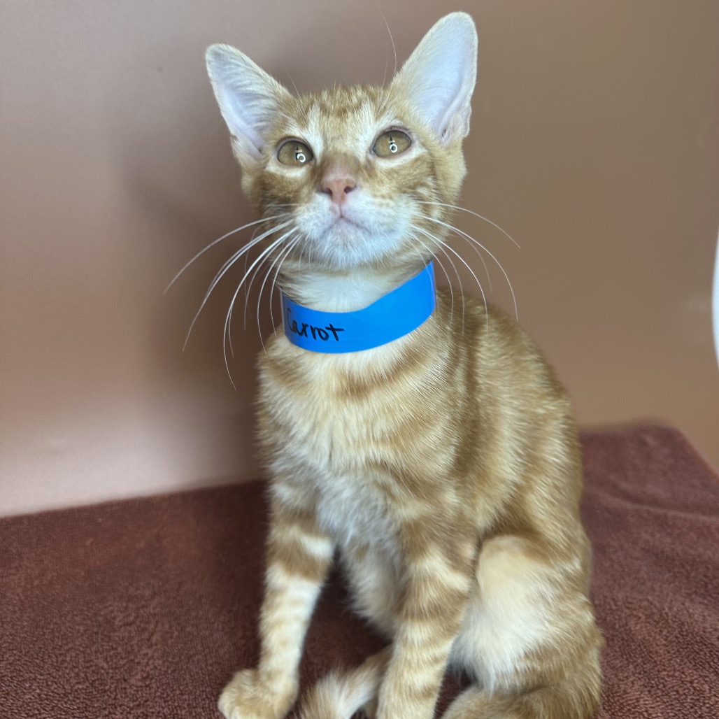 CARROT - Domestic Shorthair available for adoption