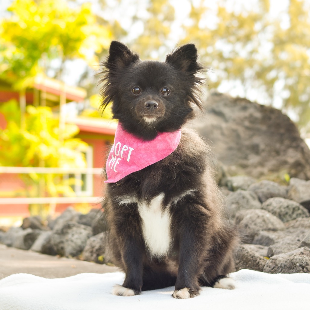 Pomeranian