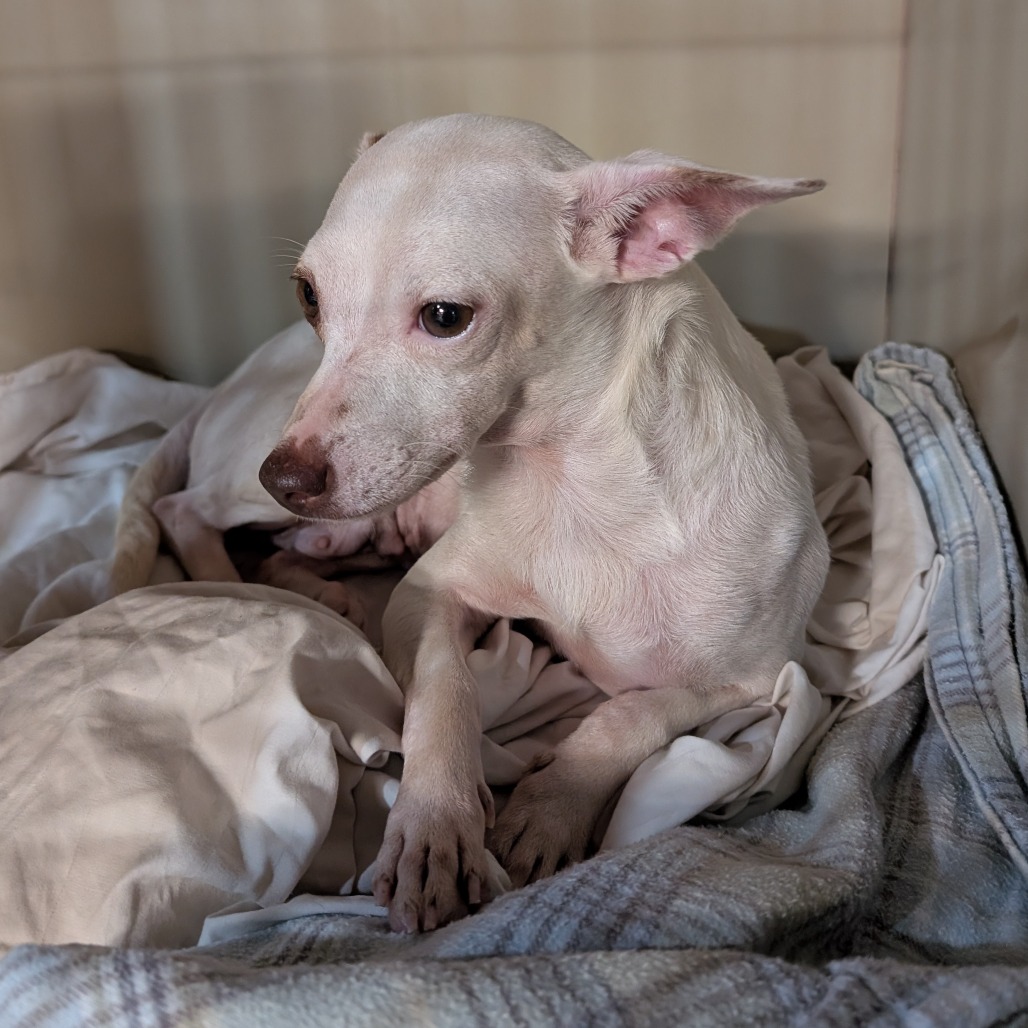 Caramel- Nursing Mom