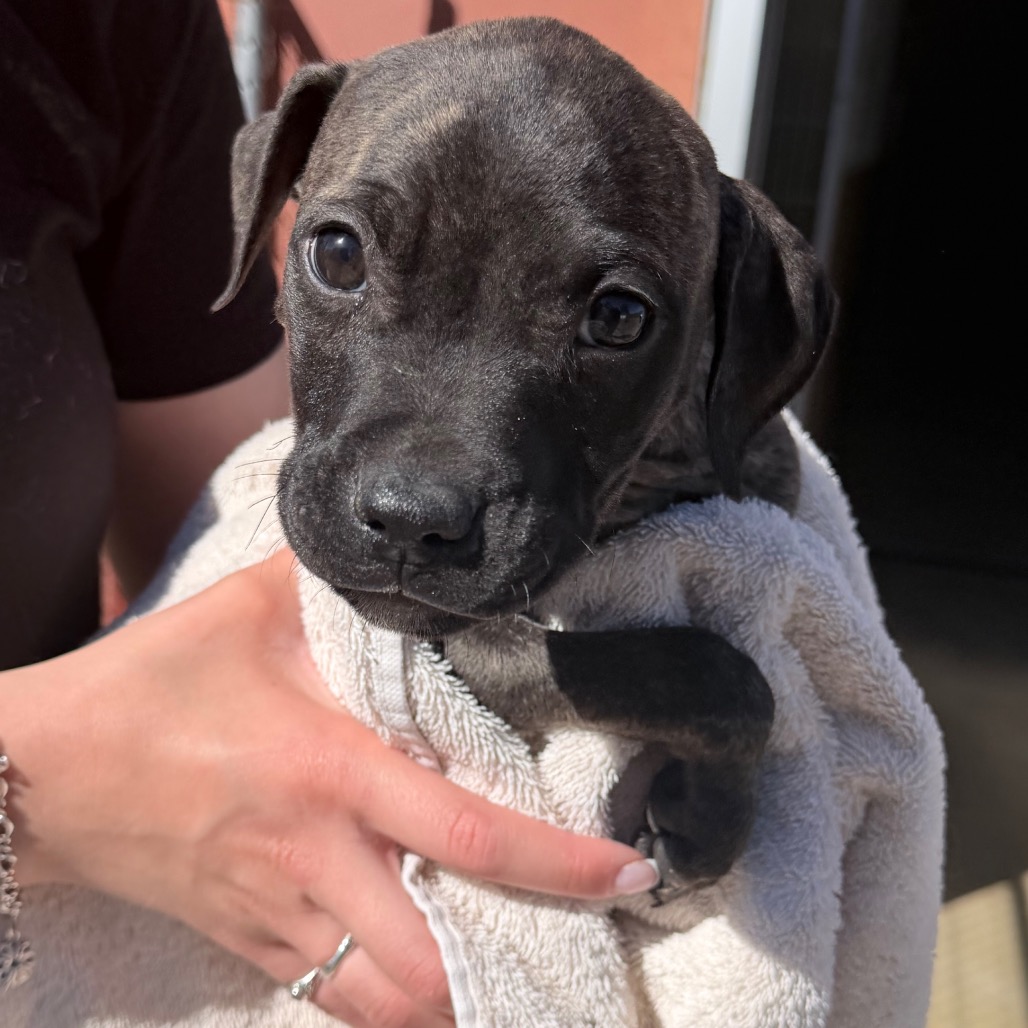 Kennel#34c's preview photo