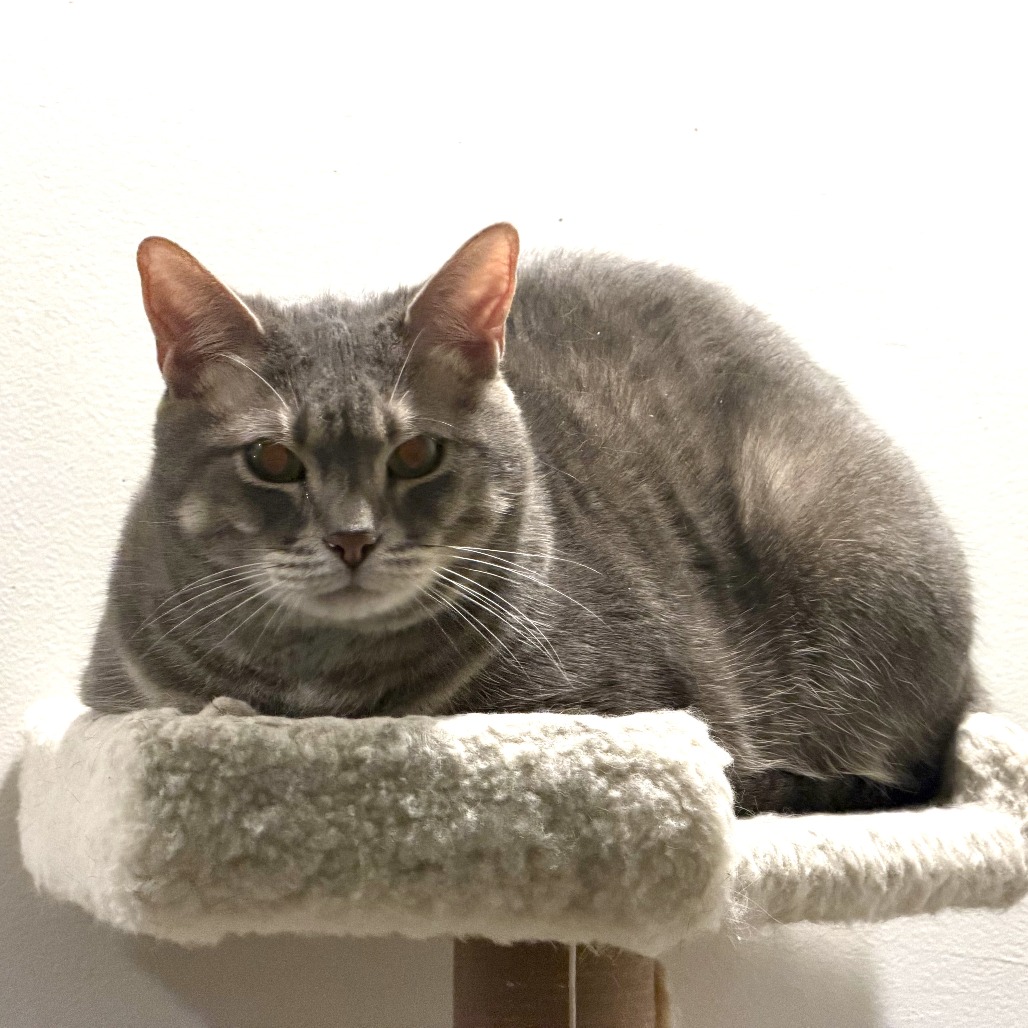 JACK - Domestic Shorthair available for adoption