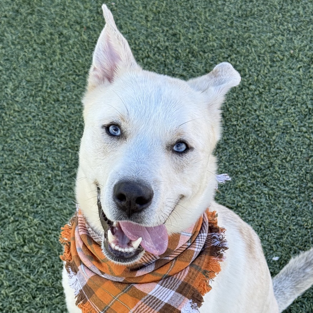 REMY - Husky / Terrier, American Pit Bull available for adoption