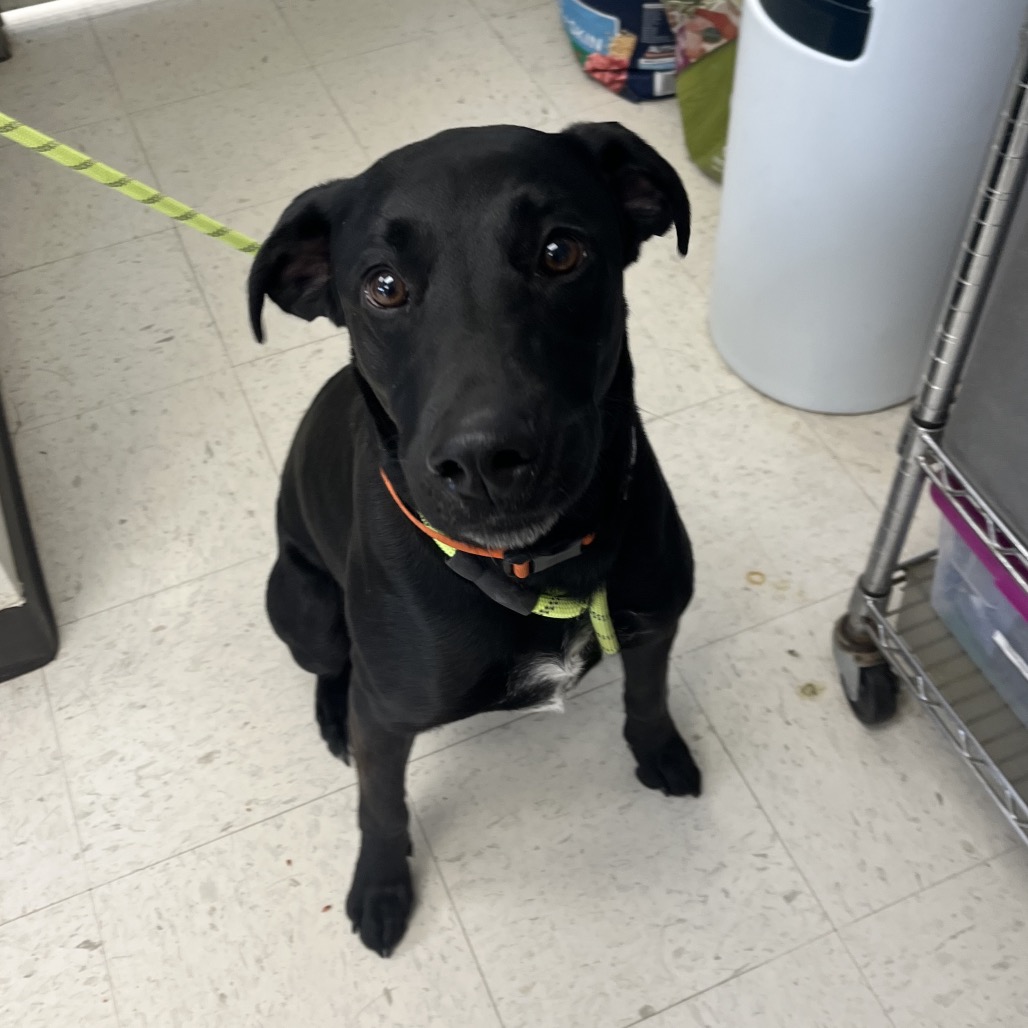 Panda — thumbnail 2