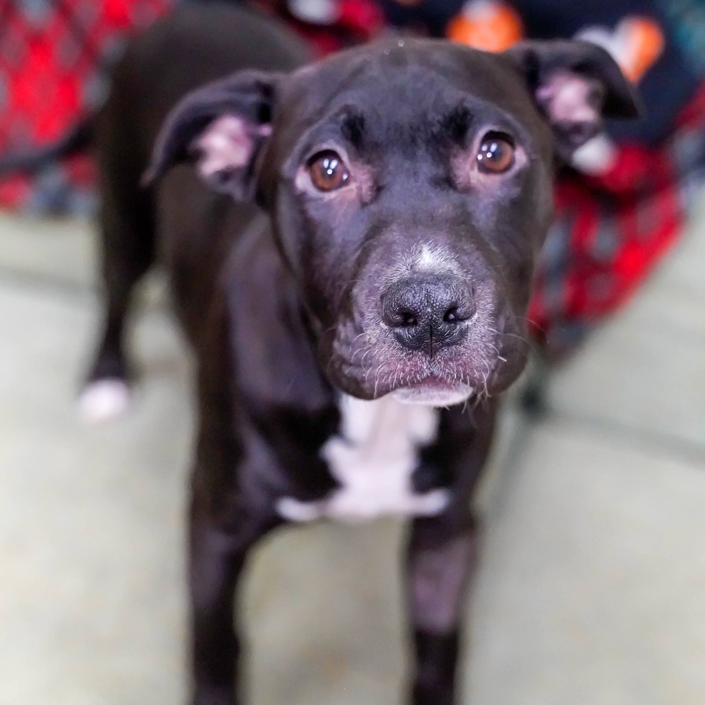 Delilah - Labrador Retriever for adoption in Maine