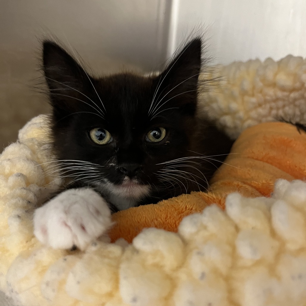 BABY - Domestic Medium Hair available for adoption