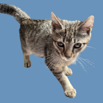 Tusc Stray 81718