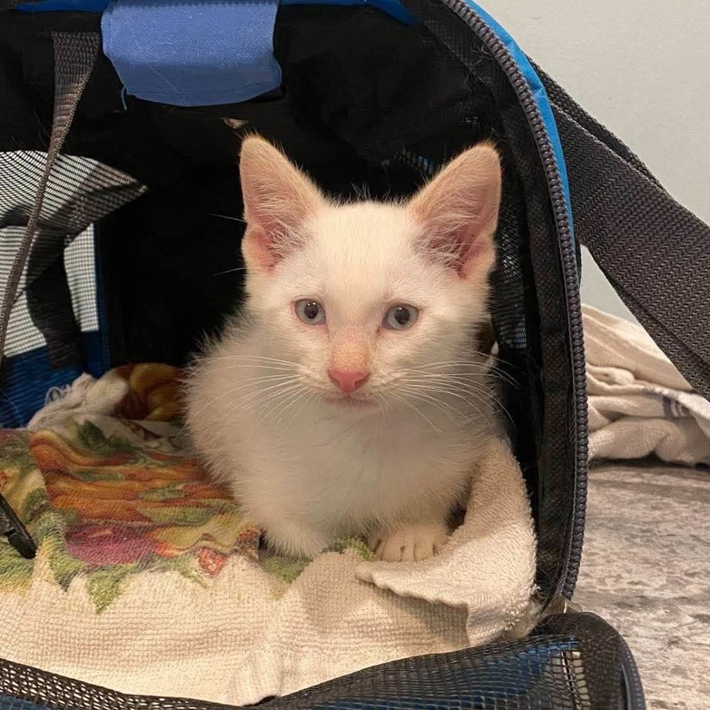 JOE COOL - Siamese / Domestic Shorthair available for adoption