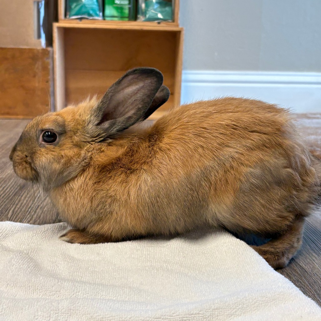 Teddy, photo 2