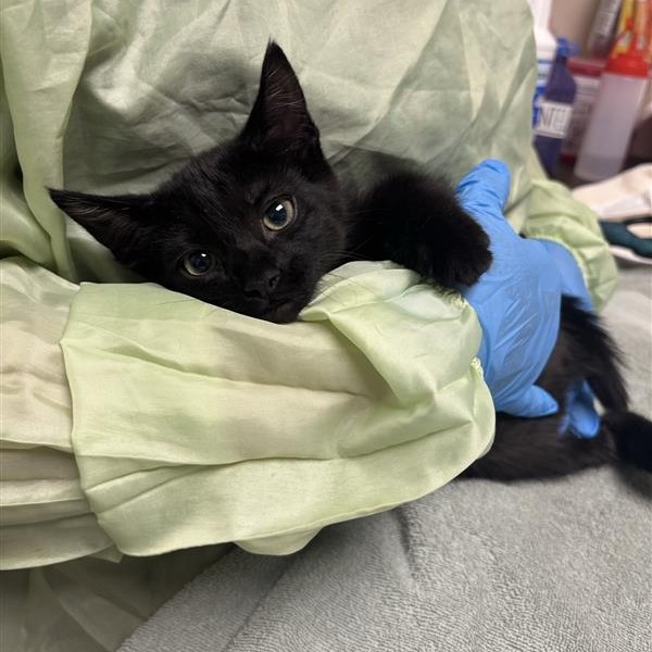 CLAWDEEN WOLF - Domestic Shorthair available for adoption