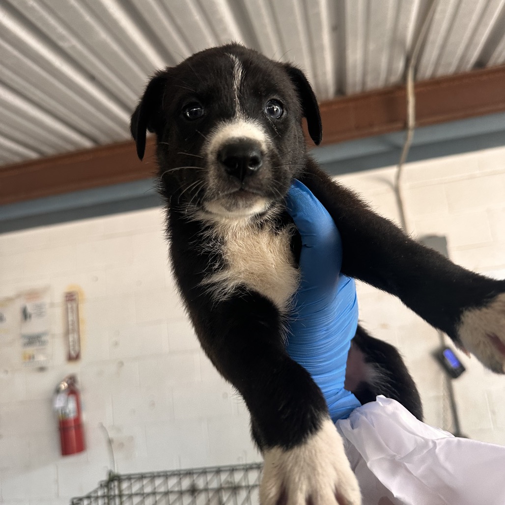 Mowgli, available for adoption at PVAS