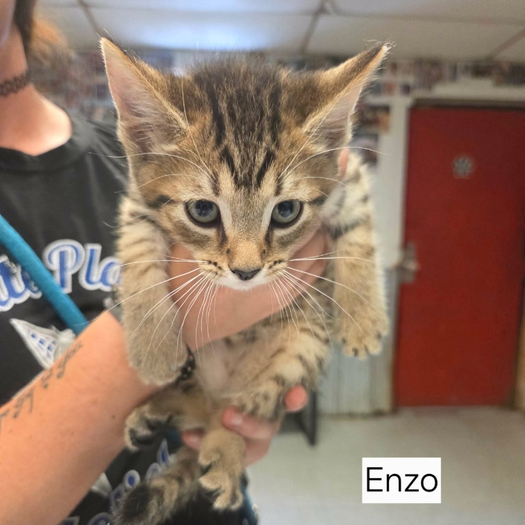 ENZO - Domestic Shorthair available for adoption