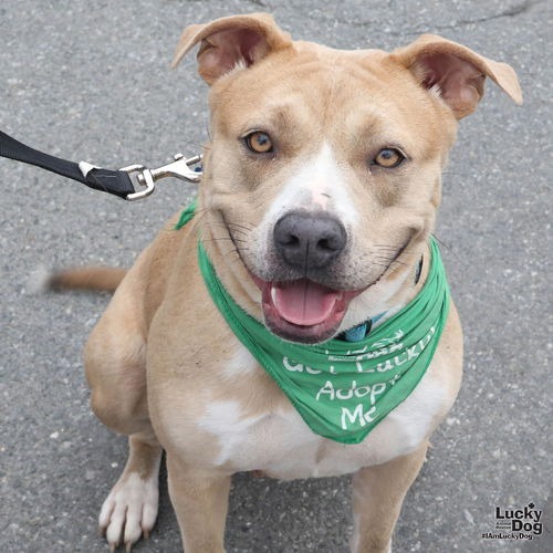 VAL - Terrier / Shepherd available for adoption