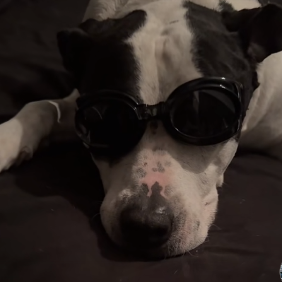 MALCOLM - Terrier, American Pit Bull / Mix available for adoption