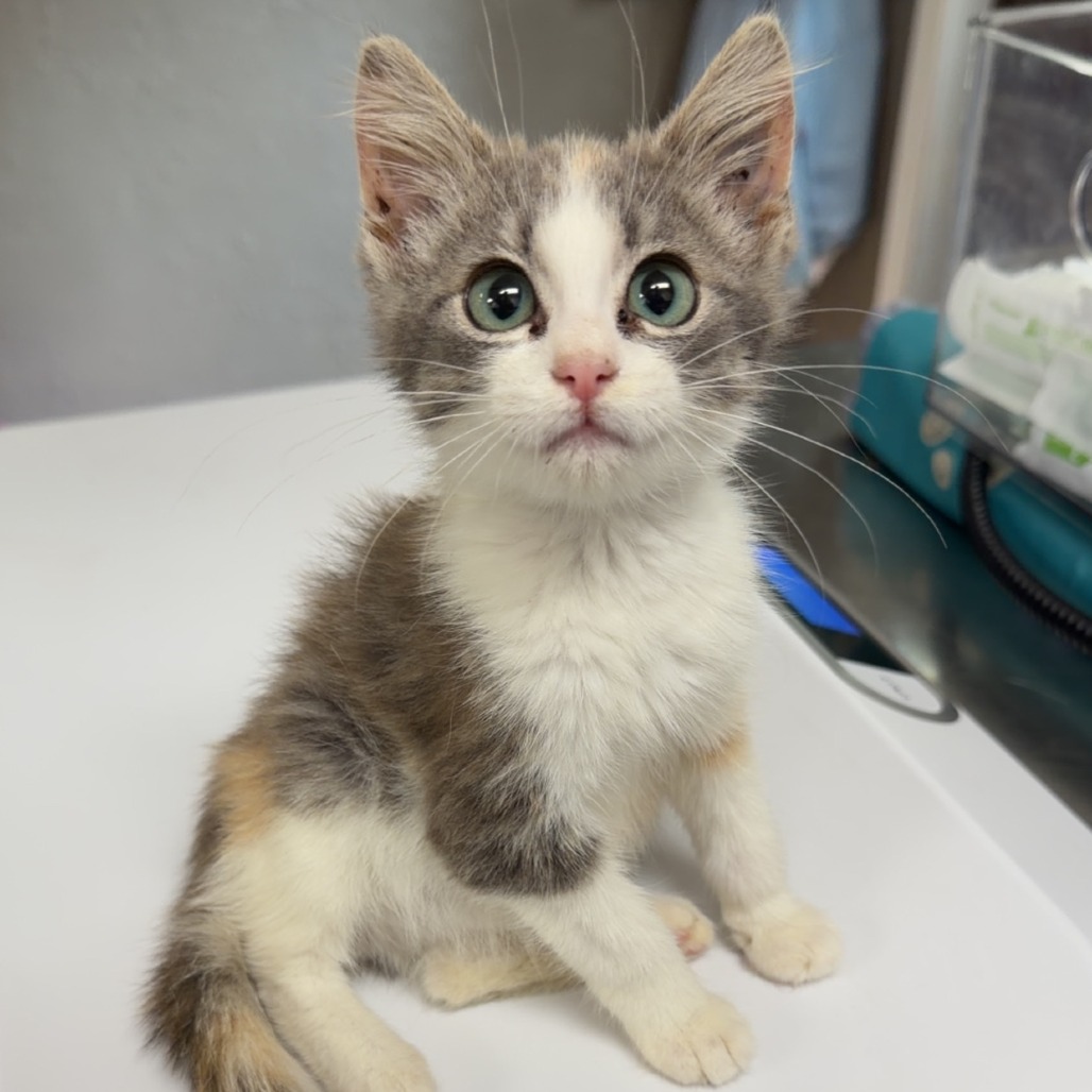 Paisley, available for adoption