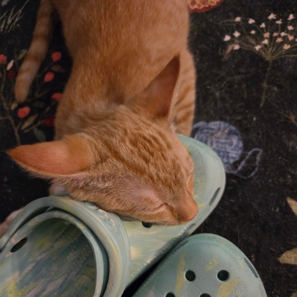 Carrot, photo 5