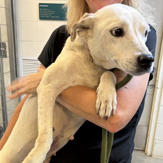 MILLIE - Retriever, Yellow Labrador / Cattle Dog available for adoption