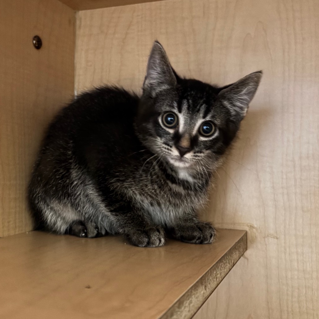 IRWIN - Domestic Shorthair available for adoption