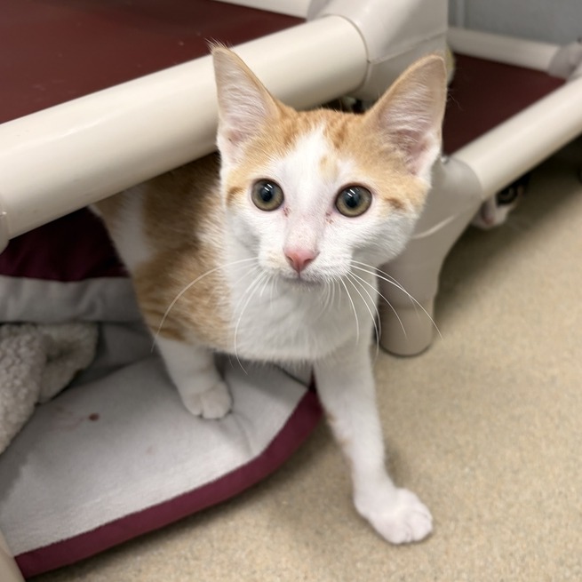 CRUZE - Domestic Shorthair available for adoption