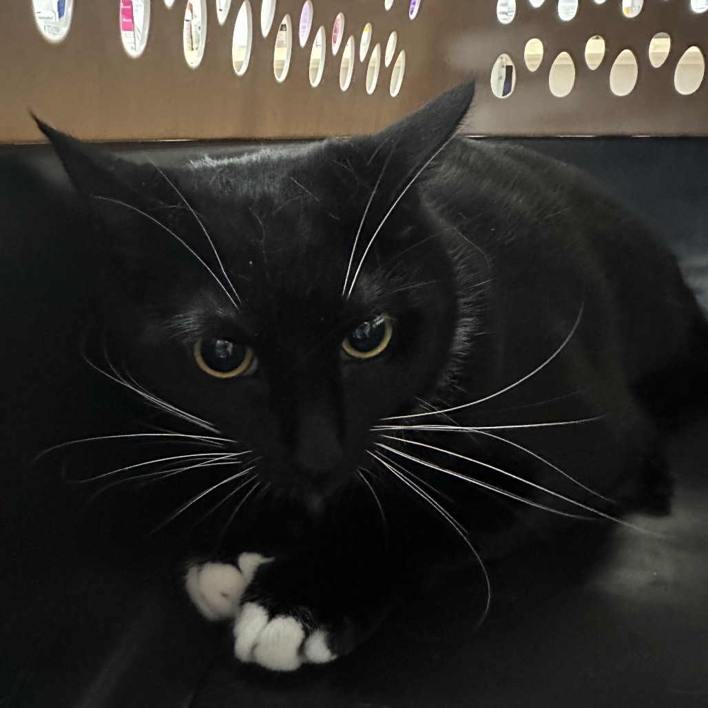 Cam , an adoptable cat at SPCA-BC