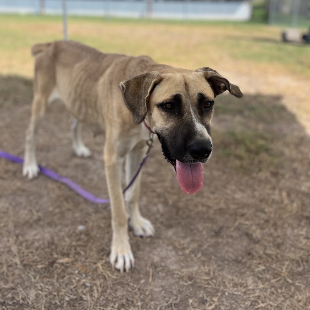 AUTUMN - Great Dane / Mixed Breed (Large) available for adoption