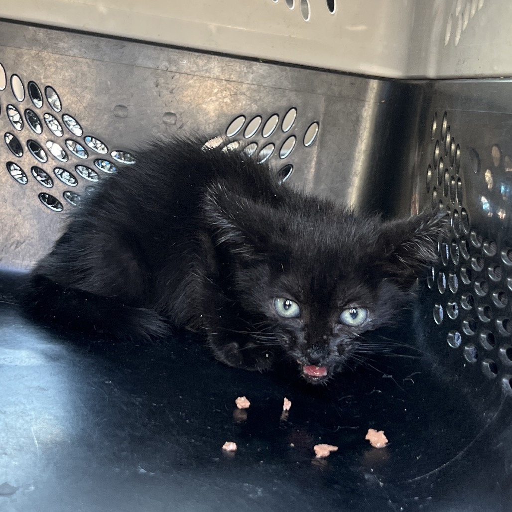 Void, an adoptable cat at SPCA-BC