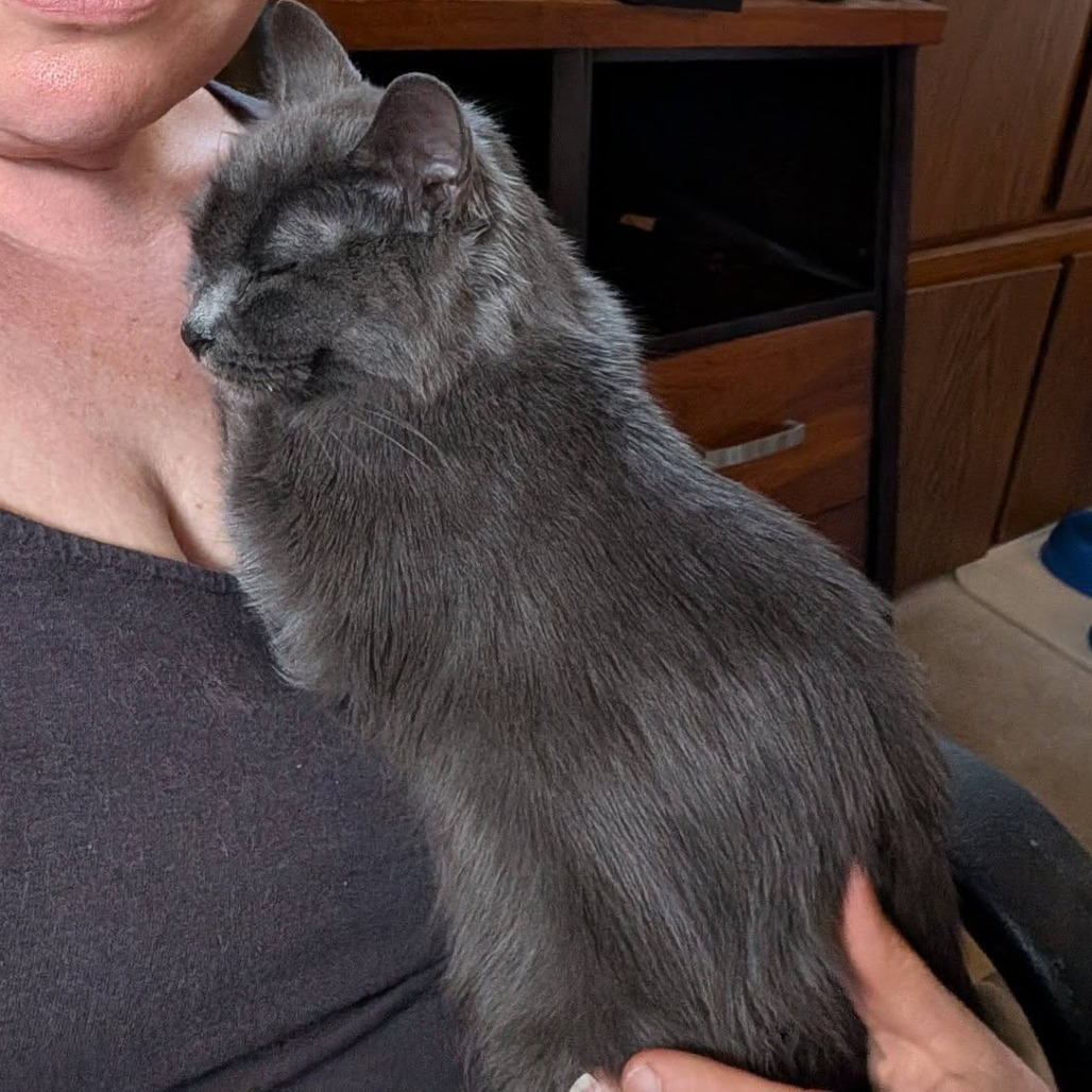 Uma--In Foster***ADOPTION PENDING***, photo 4