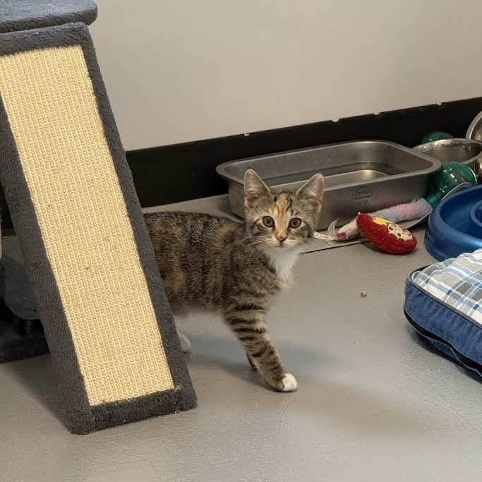 ALICE - Domestic Shorthair available for adoption