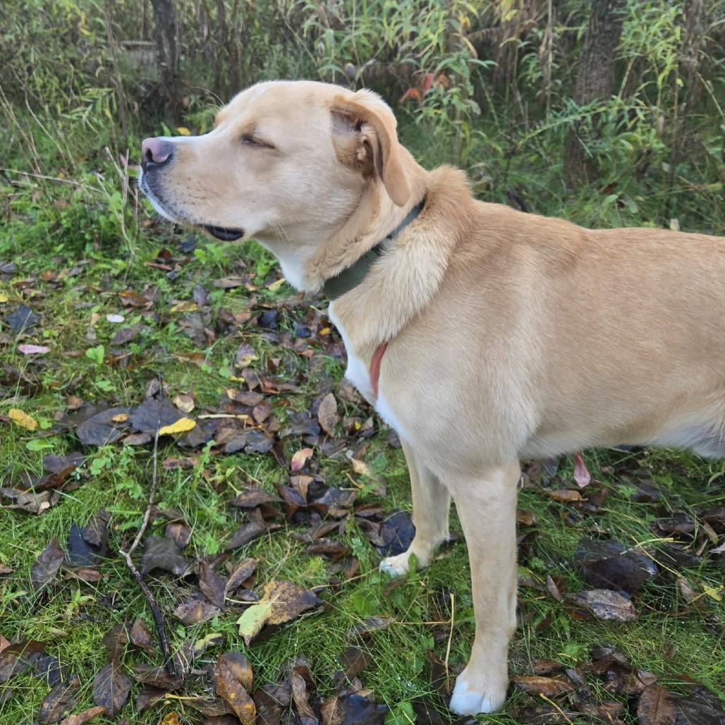 Teddy, photo 8