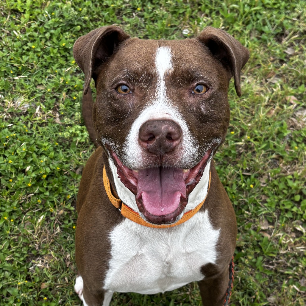 Taco, additional photo