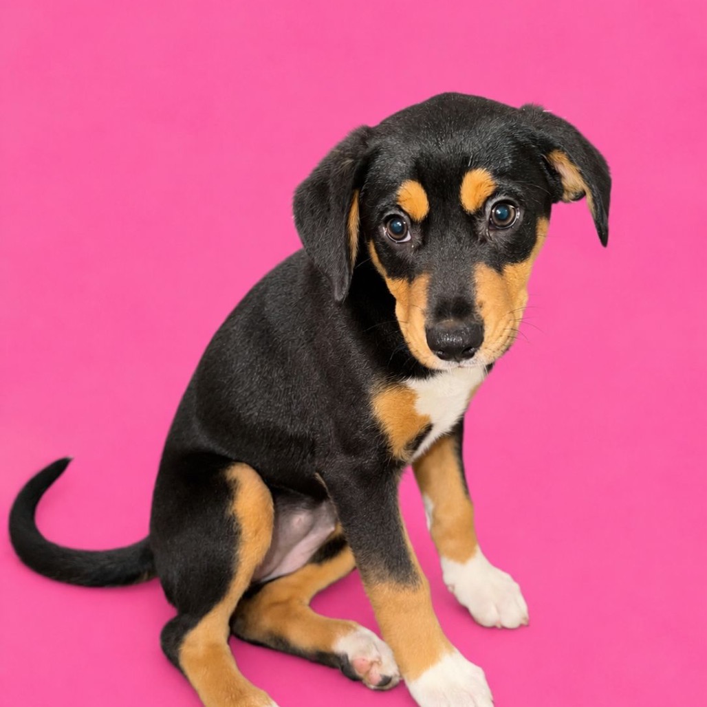 CHIA - Spaniel / Mix available for adoption