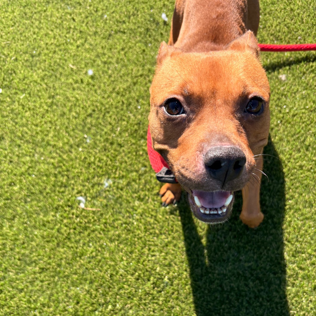 Graham — thumbnail 5