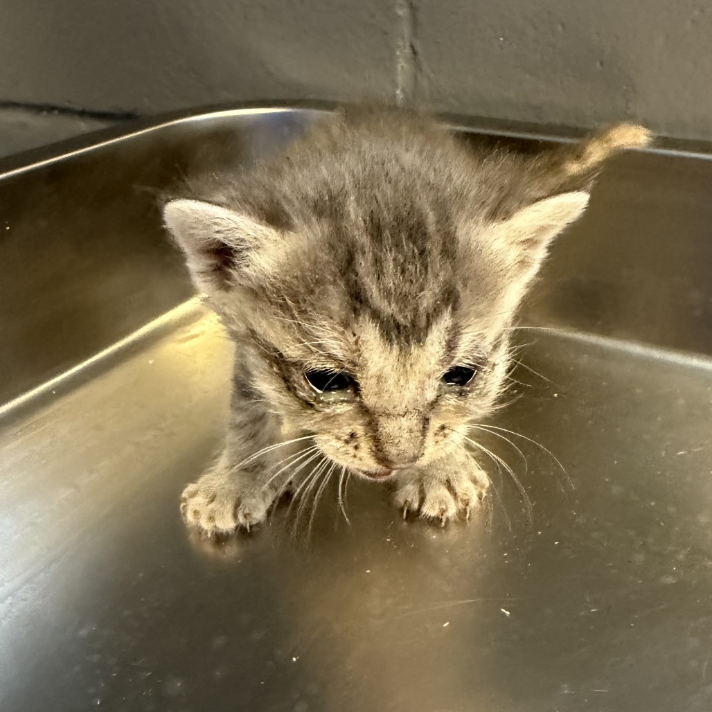 Tusc Stray 84079 2 3 4