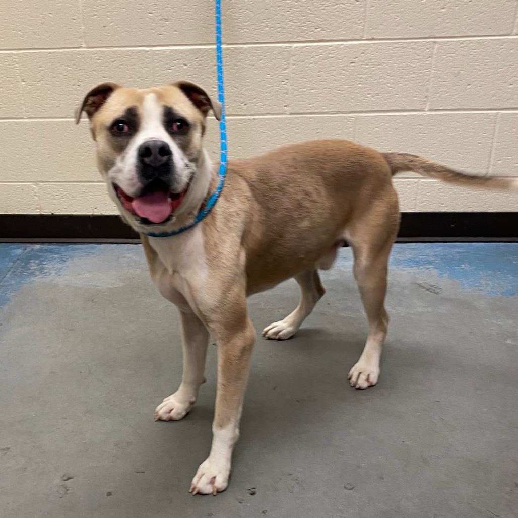 Adolo is available for adoption at Memphis Animal Services