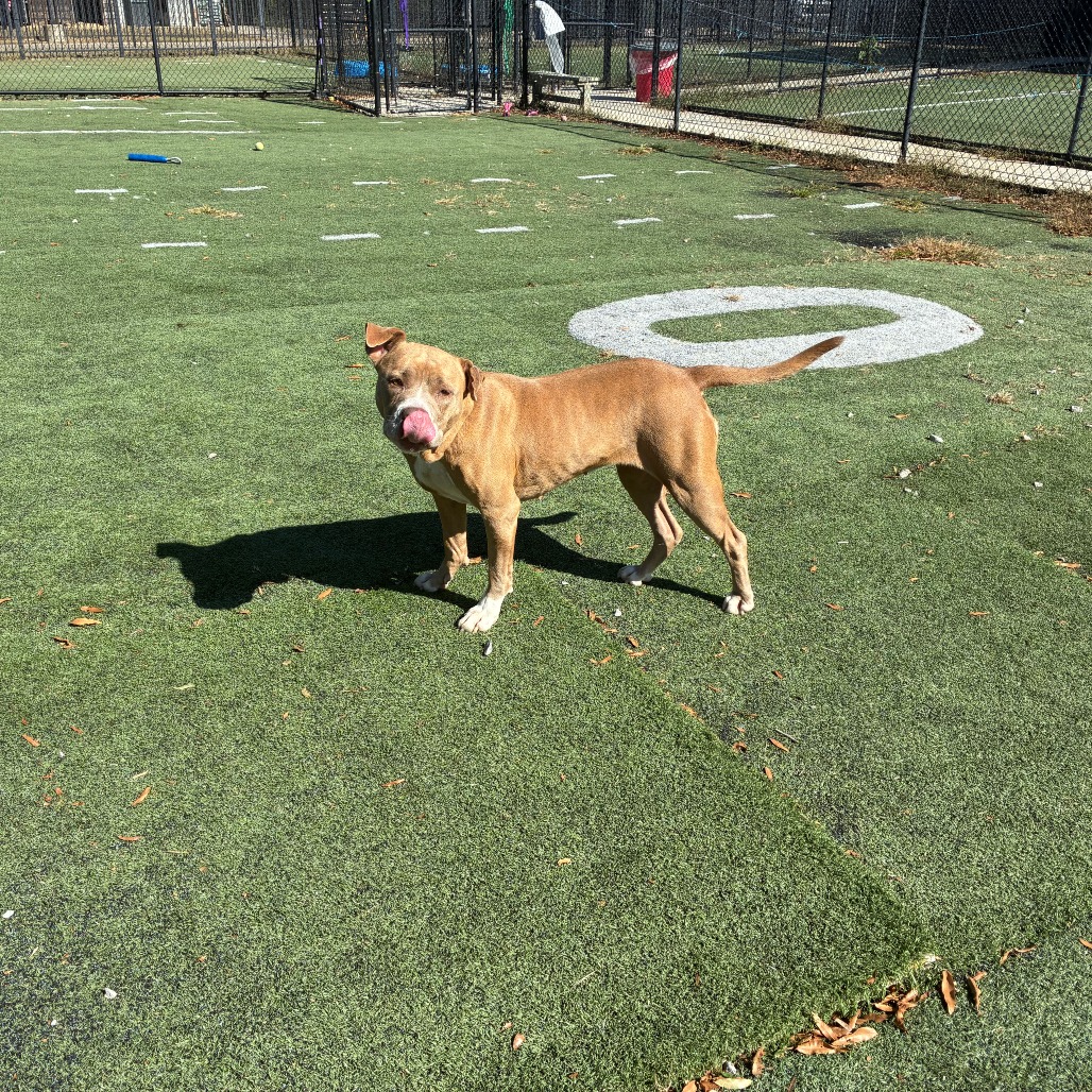 Olive (Formerly Copper), photo 13