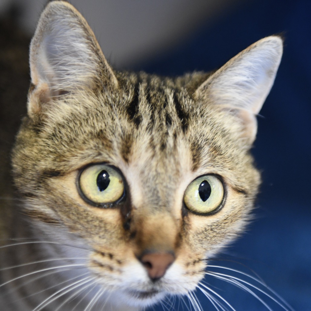 Ami - Domestic Shorthair