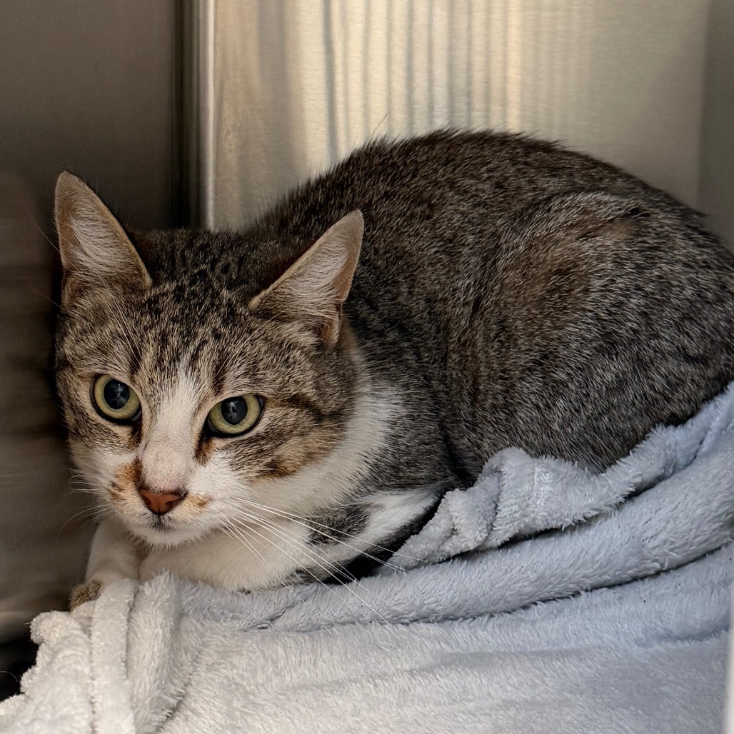 C#117's preview photo