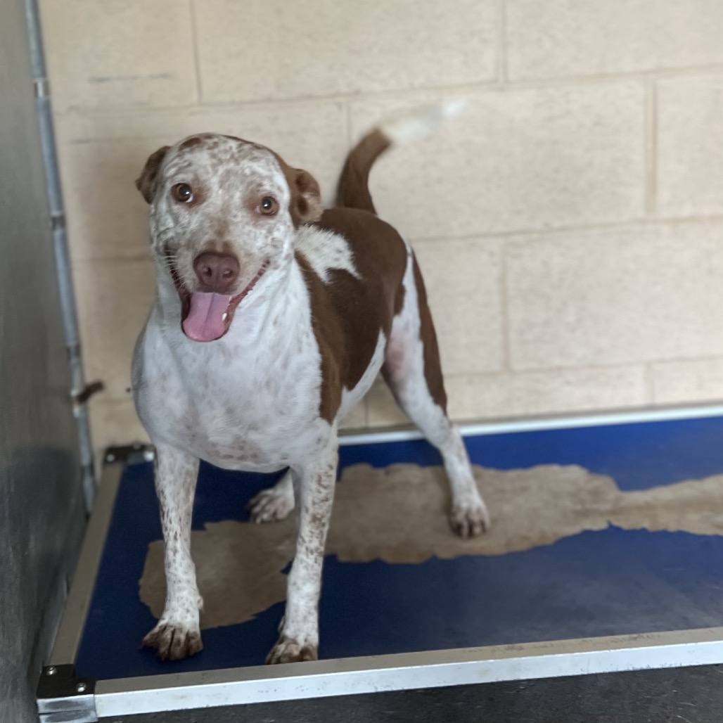 SANGRIA - Cattle Dog, Australian (Red Heeler) / Mix available for adoption