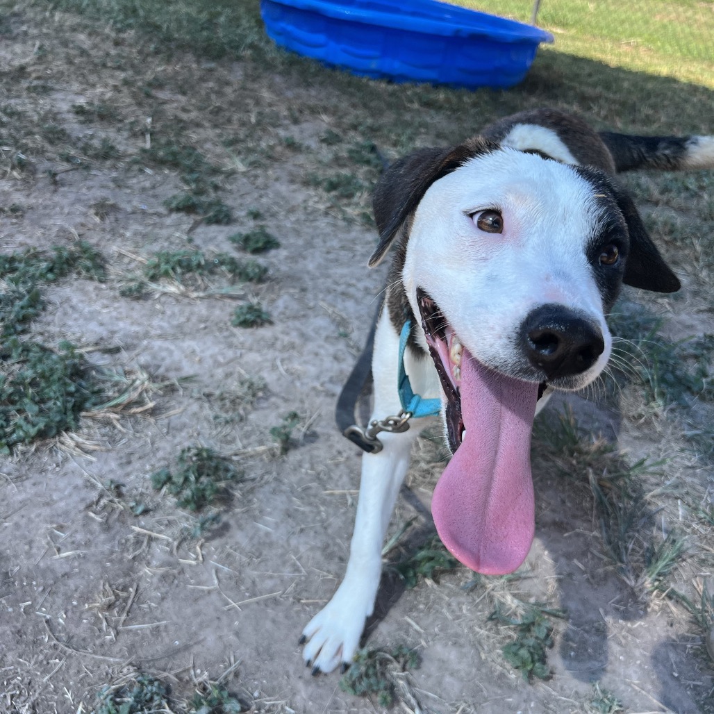 SAM - Mixed Breed (Medium) available for adoption