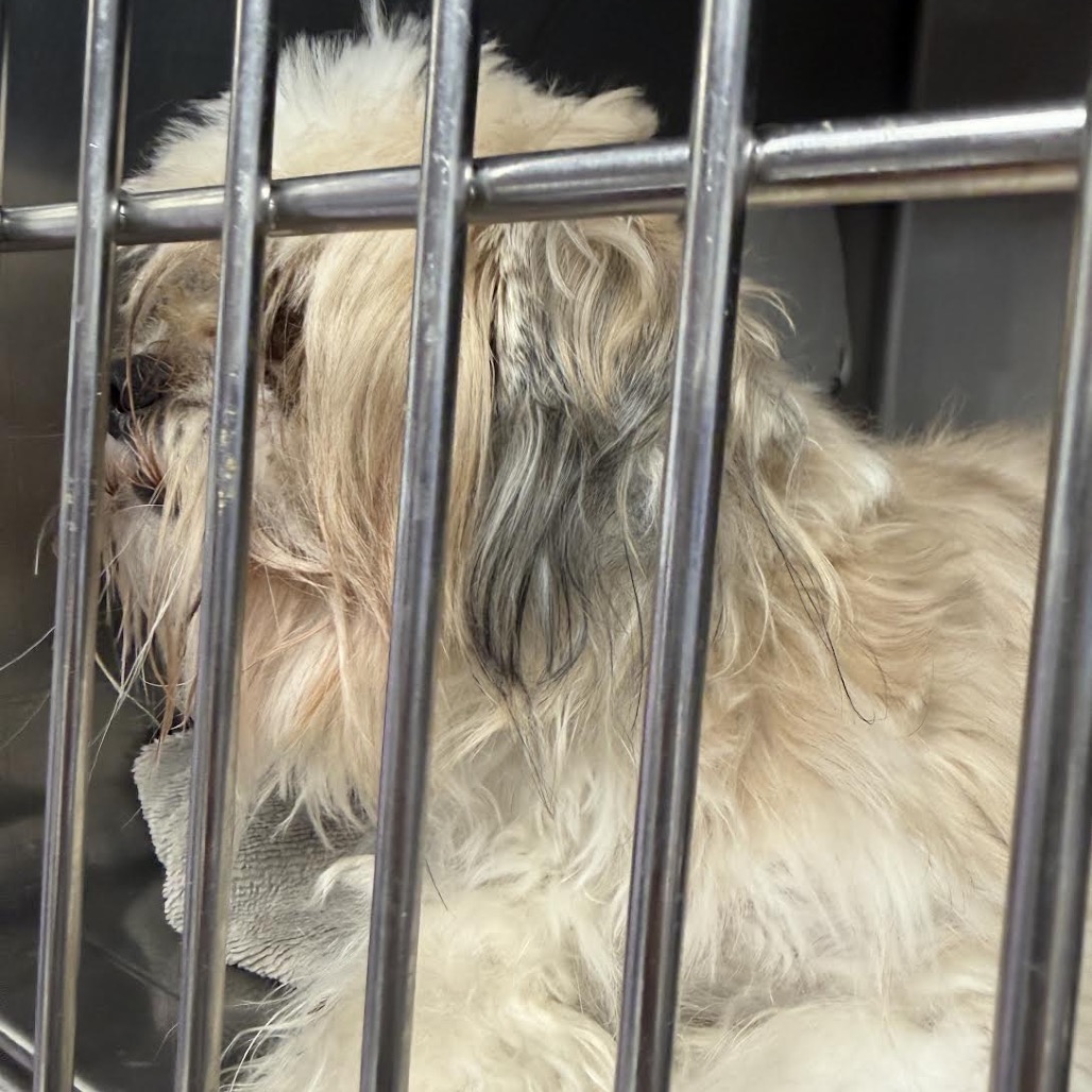 Shih Tzu
