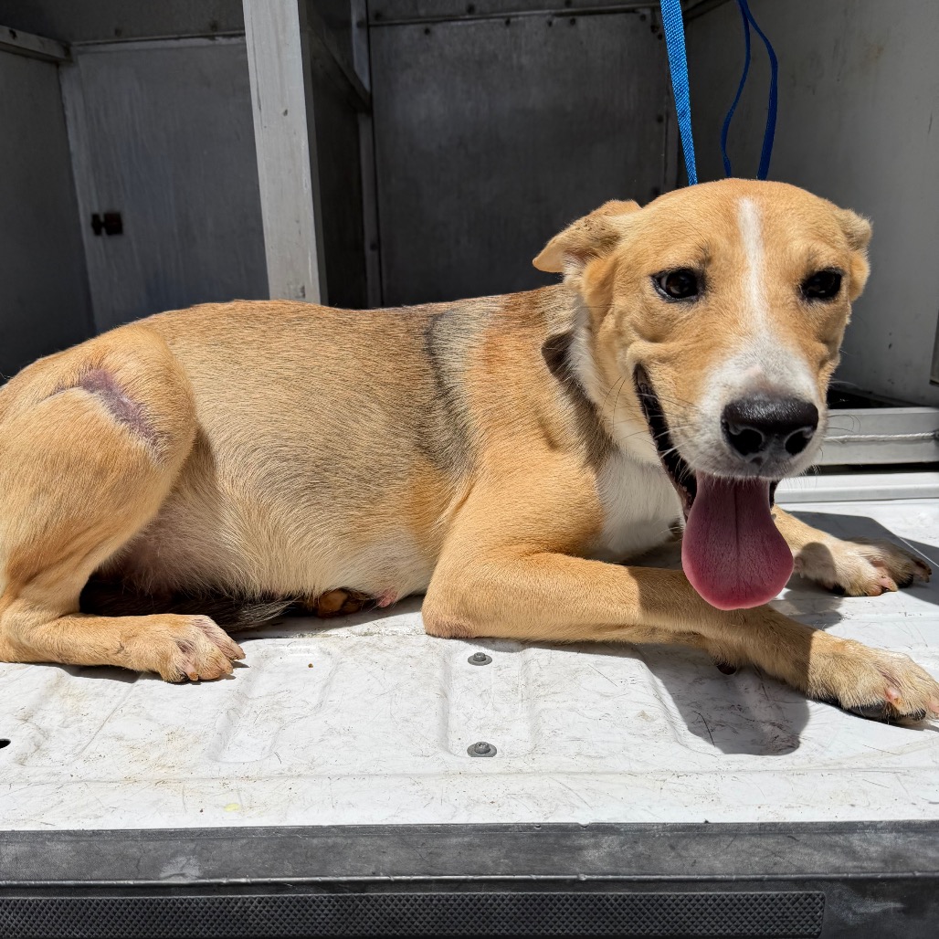 KIANA - Shepherd / Retriever, Yellow Labrador available for adoption