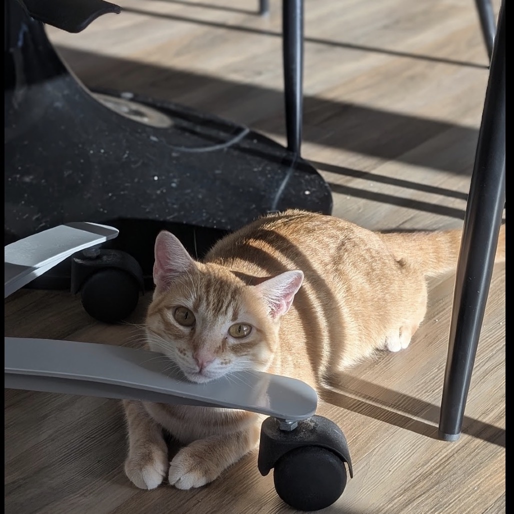 Nacho, photo 5