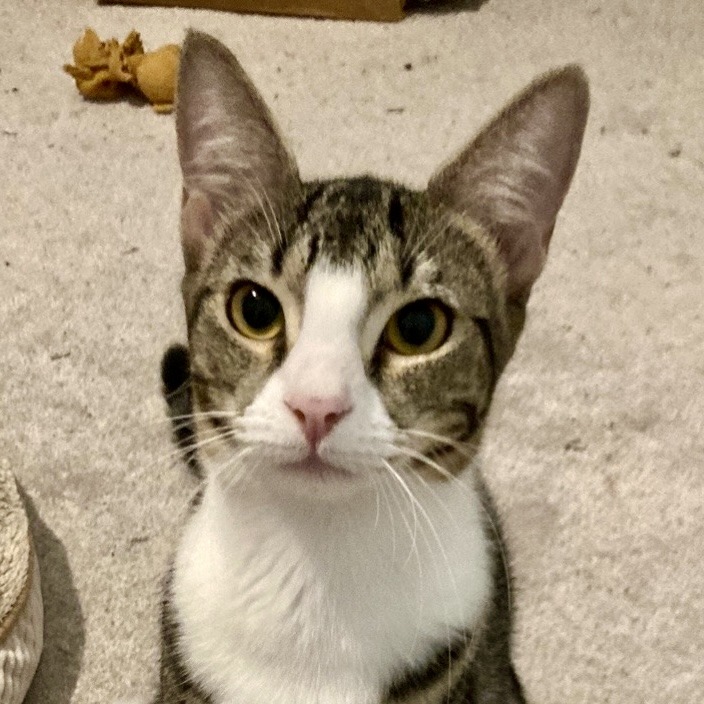 Josie