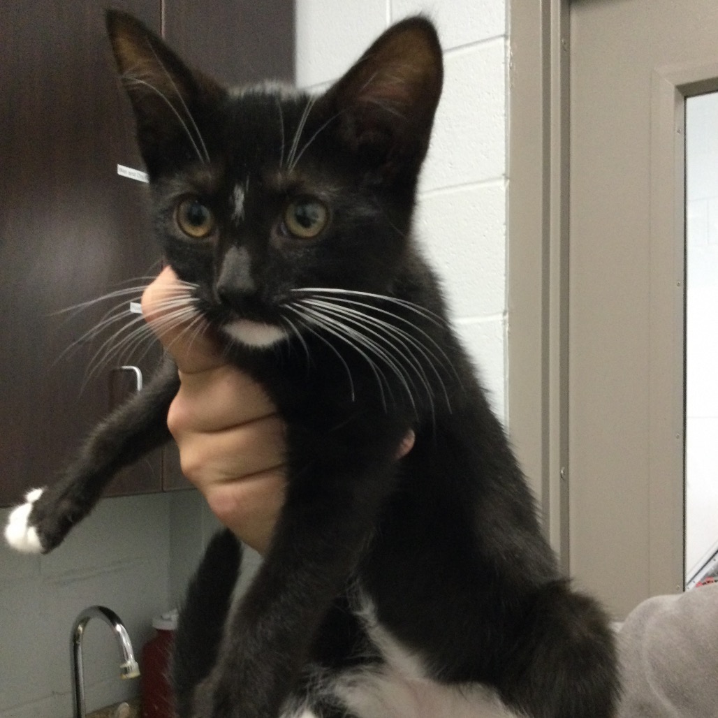 TATER TOT (NO COLLAR) - Domestic Shorthair available for adoption